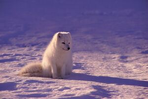 Arctic