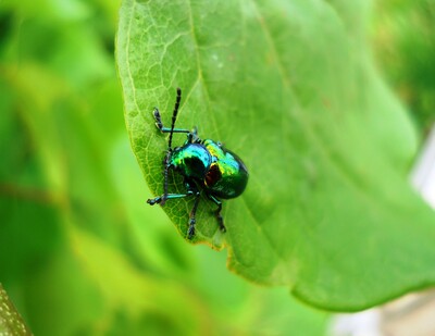 Beetle