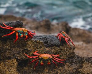 Crab
