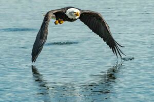 Eagle