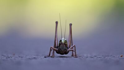 Grasshopper