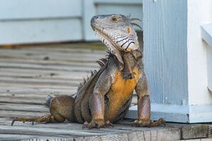 Iguana