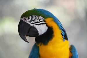 Parrot