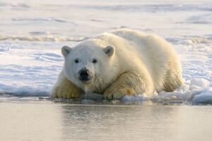 Polar