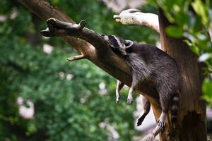 Racoon