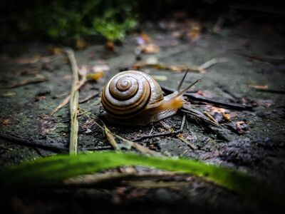 Snail