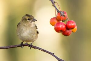 Sparrow