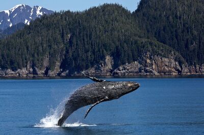 Whale